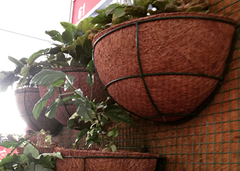 Wall Coco Pot